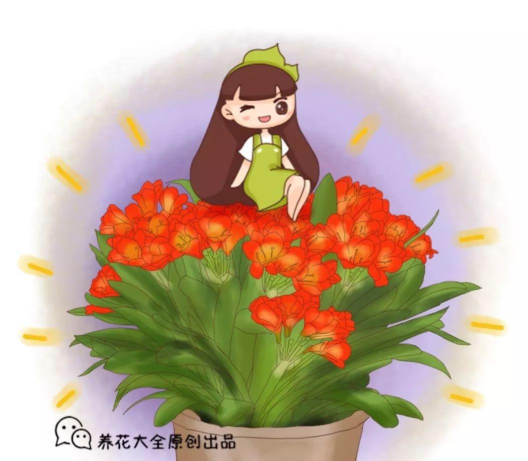 君子兰不开花? 冬天冰一冰, 呼呼窜花箭!