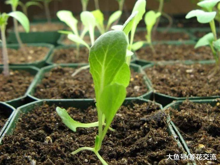在阳台上养护盆栽生菜需要掌握的10个技巧