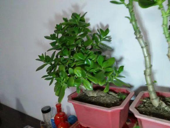 玉树不能惯着养, 咔嚓一剪刀, 安全过冬还长个!