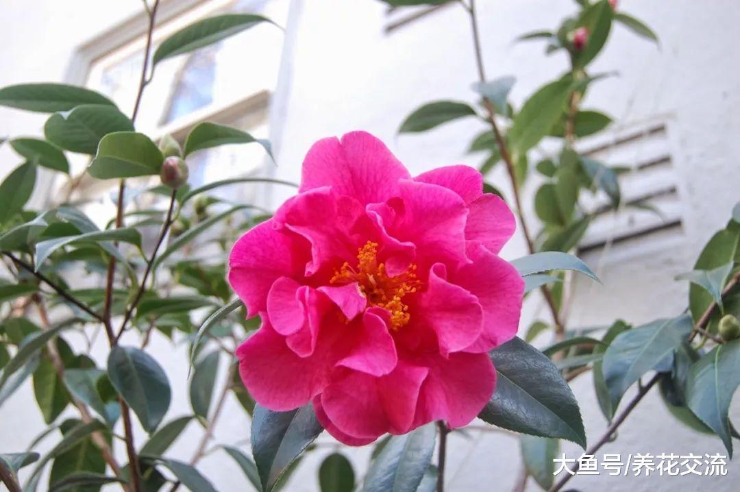 山茶花的叶子出现卷曲, 叶子边缘干枯的状况, 用这些方法都能解决