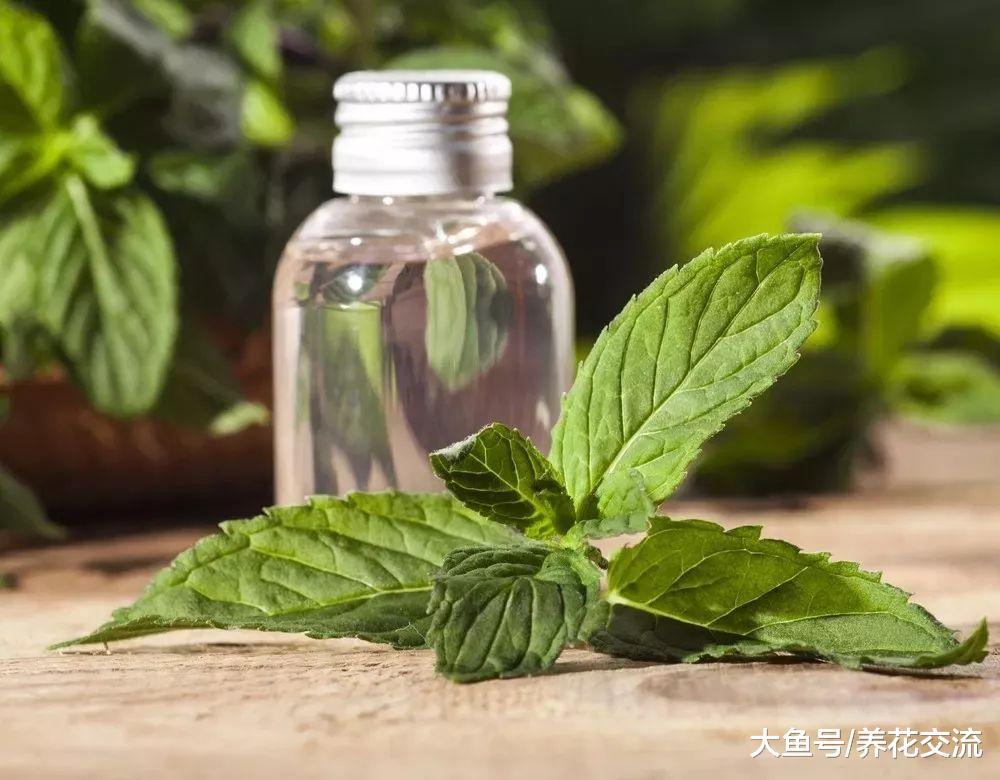 薄荷的叶片用这种方法轻松变成精油, 用来养花有大用处