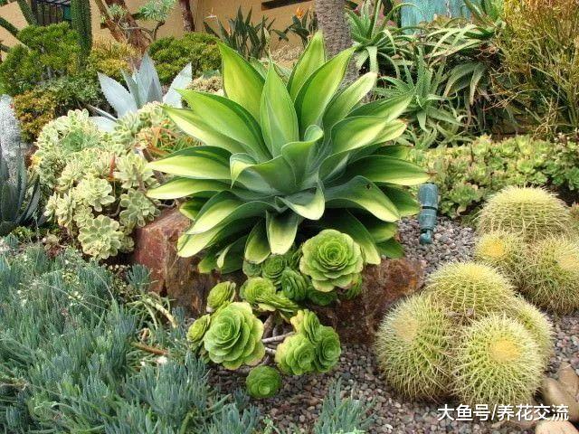 11种耐旱性特别强悍的观赏花卉, 四季都不用怎么管理的植物