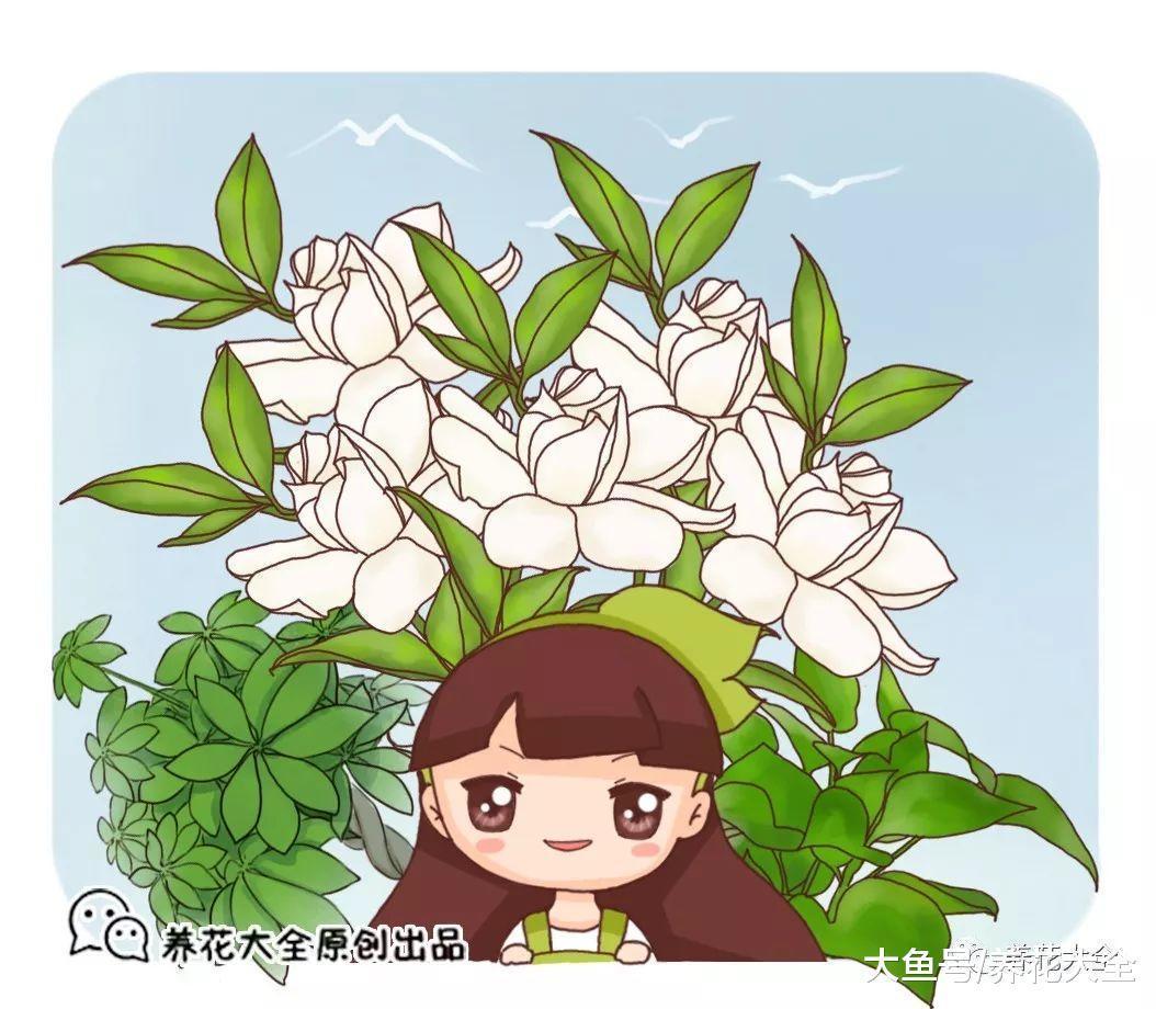 天气越来越热, 在家养几盆这个, 让你清凉一夏!