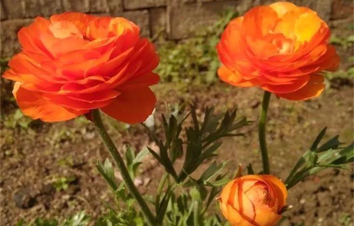 邻居在花盆种“芹菜”, 开出的花拳头大, 比玫瑰还耀眼!