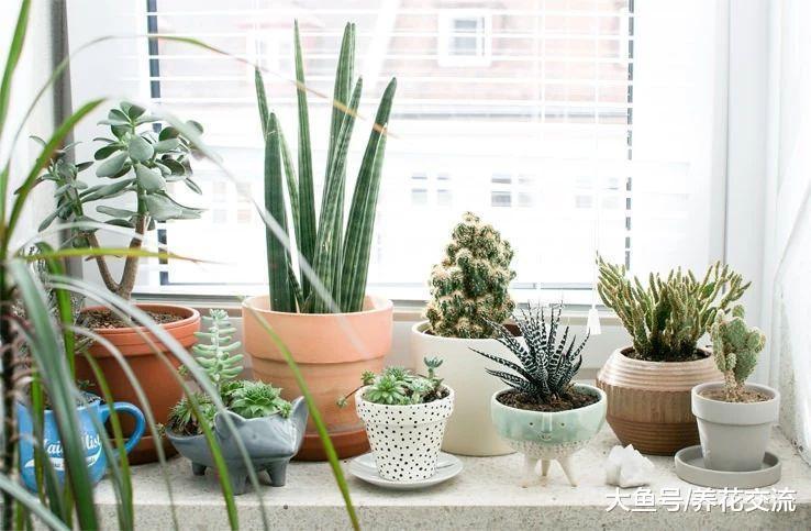 室外的盆栽植物冬天要搬到家里, 没想到还有这么多需要注意的