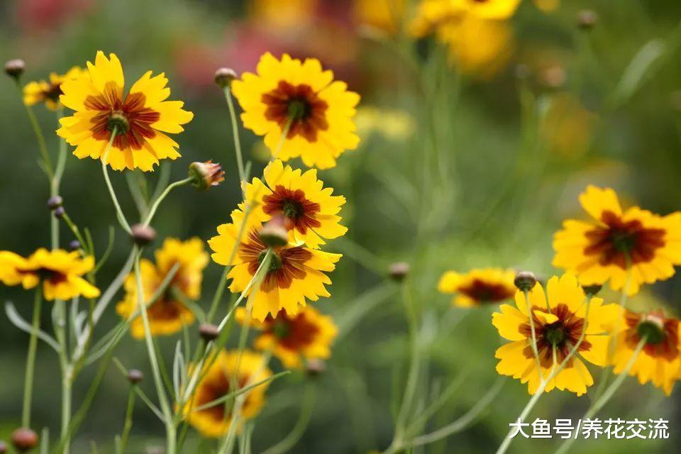 这12种春夏秋开花的植物冬季会枯萎, 都能自播繁殖, 来年长一大片