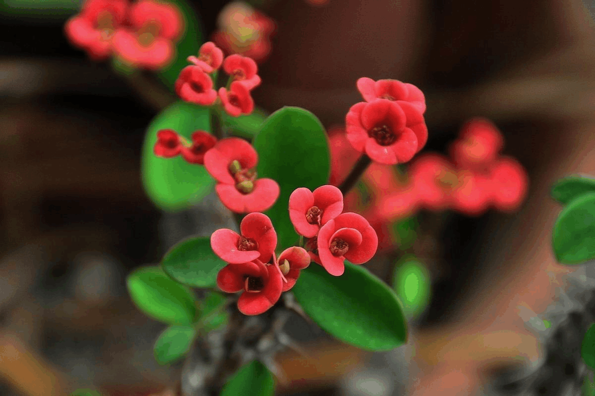 这3种花, 虽然“不出名”, 但是花能从春开到秋!