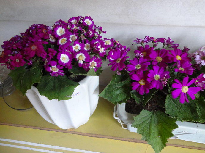 瓜叶菊买对了, 不怕养不活, 花开一朵接一朵!