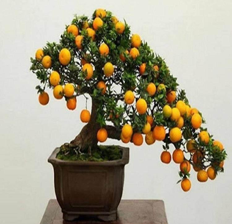 在盆里种这4种水果, 不仅可以观花观果, 还可以和家人一起品尝