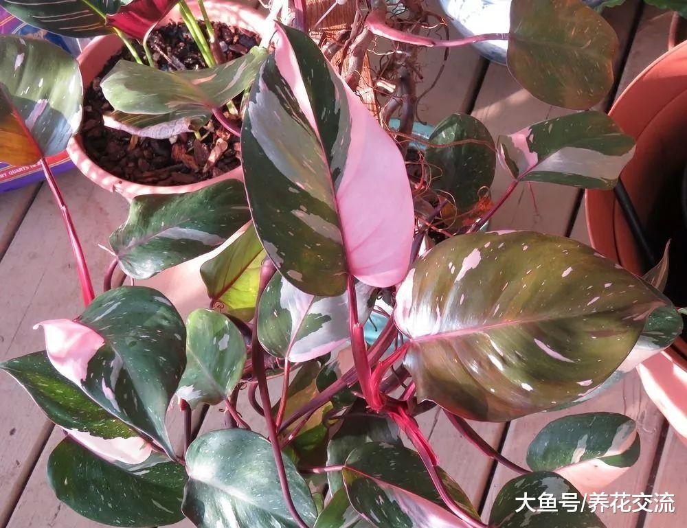这6类不同风格的观赏植物总有一款适合你, 开花盆栽和水生植物