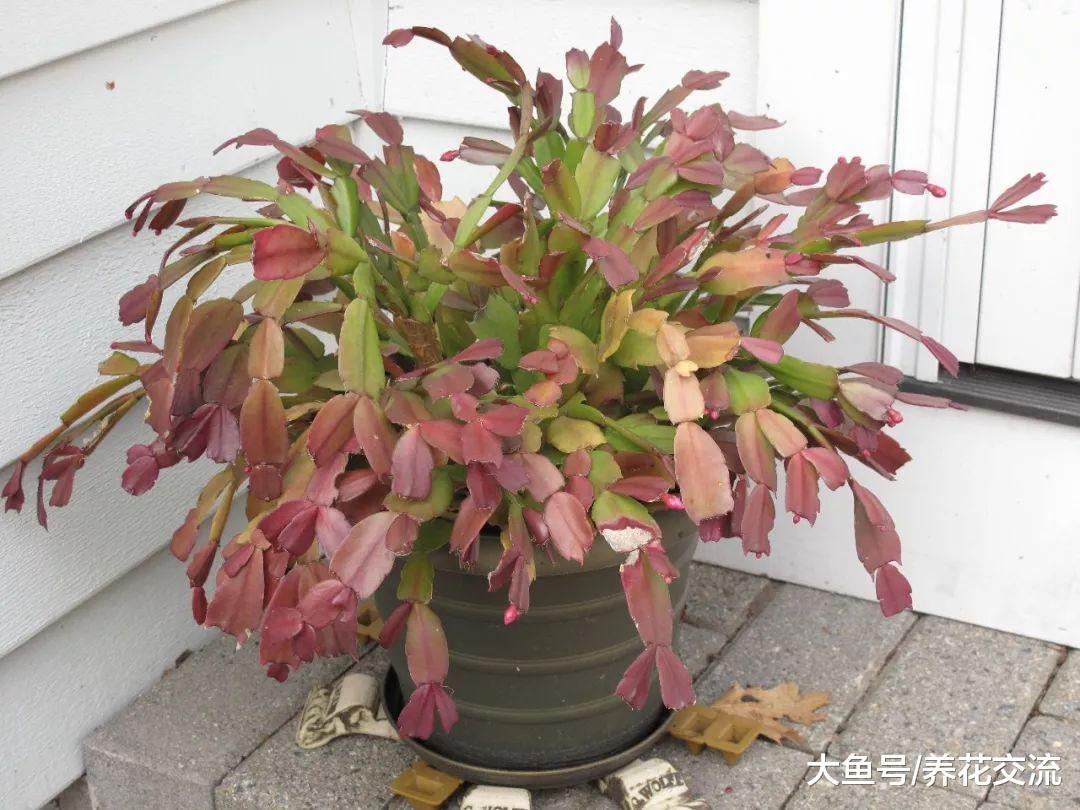 蟹爪兰花朵凋谢之后浇水注意事项, 怎么养冬春时节才好开花?