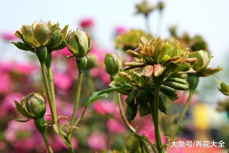 17种月季大集合, 花大色艳, 看看你认识多少?