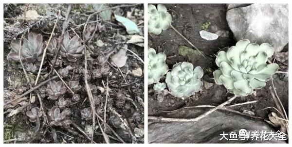 养多肉还买土? 门口挖点掺上它, 1分钱不花爆10盆!