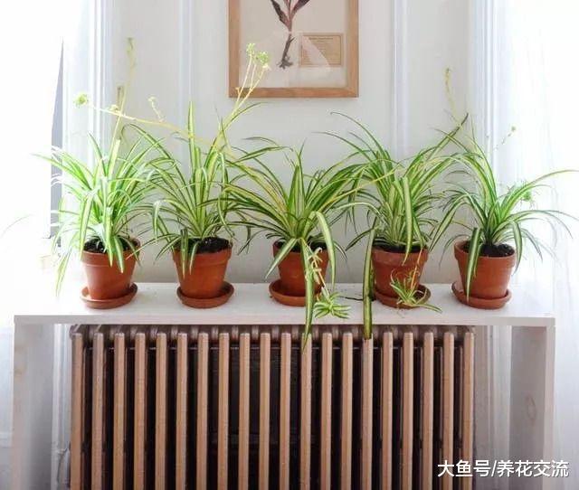 可以在低光照的小公寓里面生长的5种植物, 新手也难将它们养死