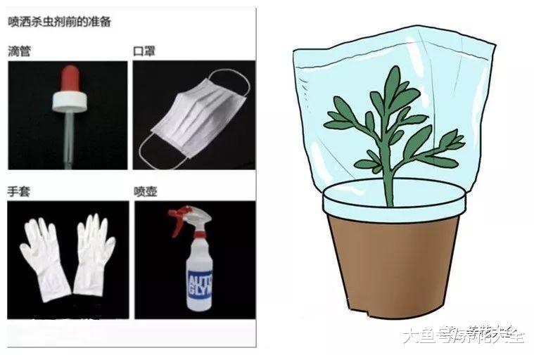 从播种到开花, 做到这几点, 月季也能爬满墙!