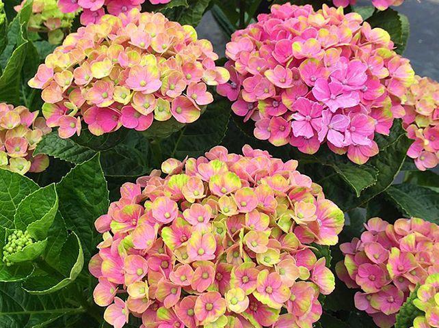 大神都在种的绣球, 30多个品种, 你又养过多少?