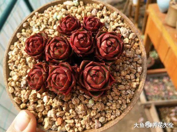 多肉塞到冰箱里, 最后越变越红, 砰砰爆出5个头!