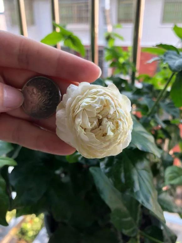 给花吃个鸡蛋, 长得嗷嗷旺, 叶子绿得冒油!