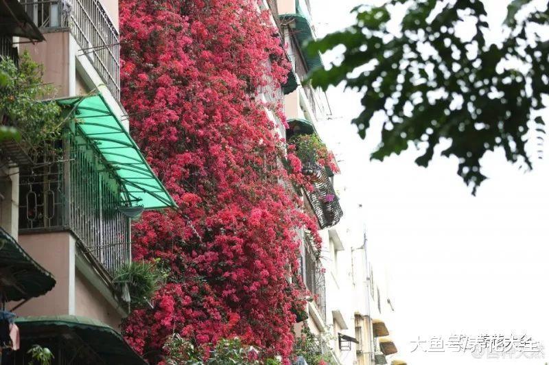 三角梅不会养? 跟着老爷爷学, 长的比9层楼还高!