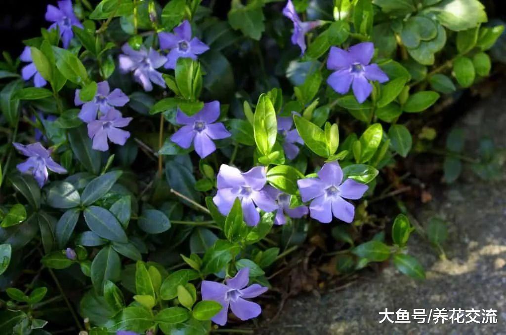 6种生长非常迅速的常绿植物, 在各种环境下都能生长旺盛