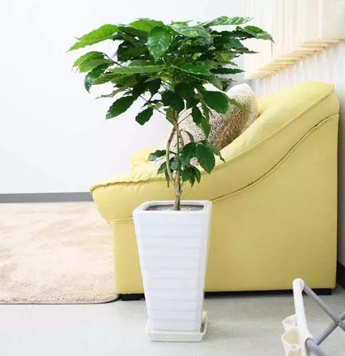 这些号称“养不死”的植物, 最适合手残党了, 你家养了吗?