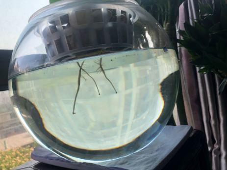 水里丢点料, 花根壮的像打药, 黄叶蚊虫全没了!