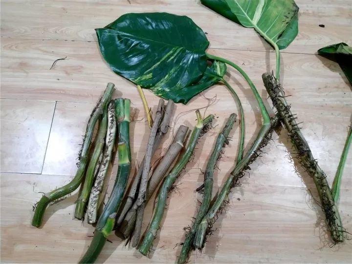 萝卜粗的绿萝杆, 剁2刀插土里, 7天冒芽, 2月叶子长成瀑布