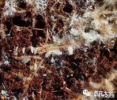 多肉遇虫不要慌, 教你1招, 虫子全部死光光!