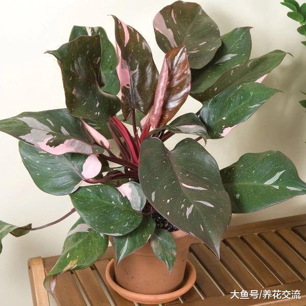 这6类不同风格的观赏植物总有一款适合你, 开花盆栽和水生植物