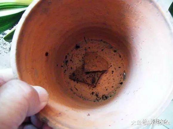 君子兰不开花? 那就给它换个盆, 花叶一起往外长!