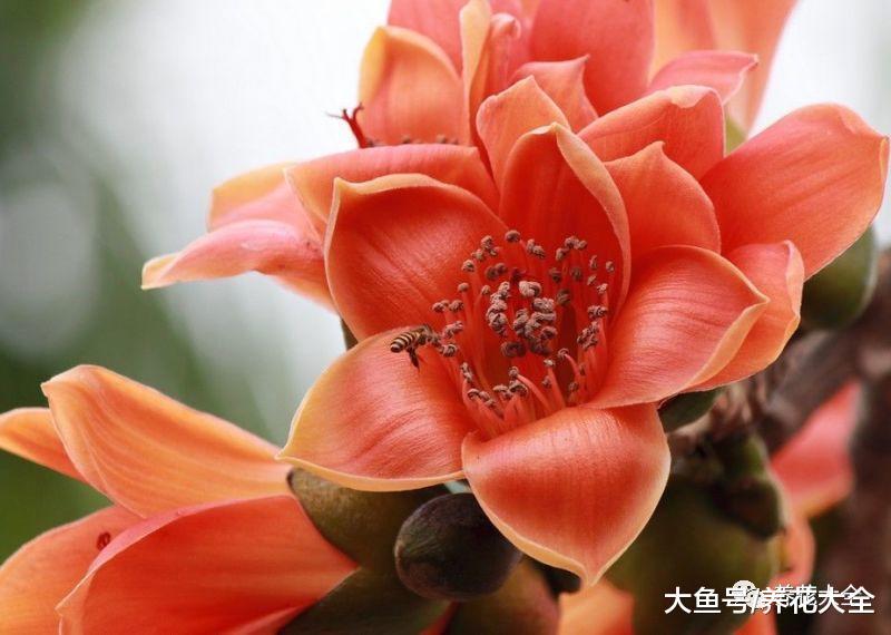 34省的省花就在这了, 快看看哪个是你家乡的吧!