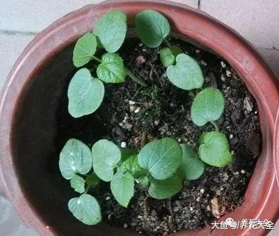 秋葵不用买, 自己在家种一盆, 多到吃不完!