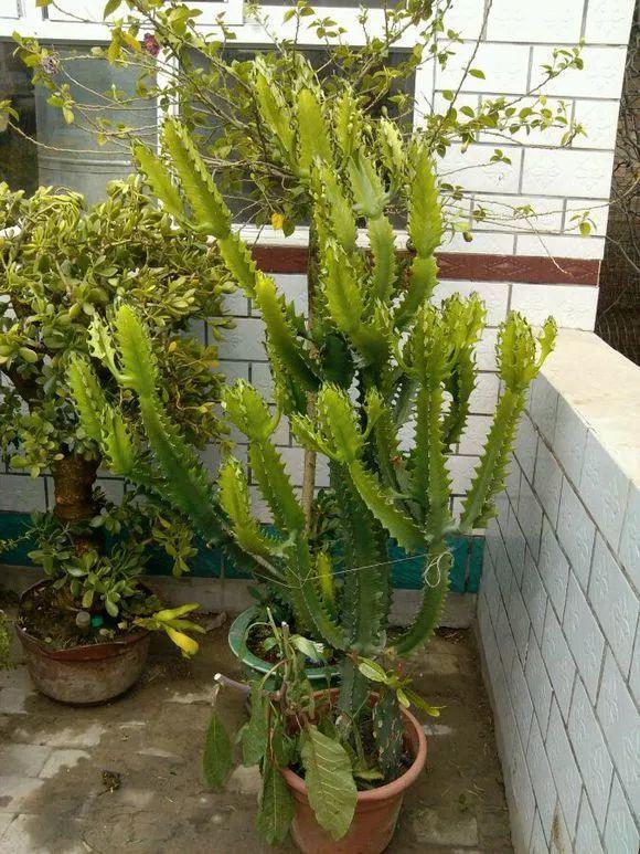 这4种花, 越丑越要养, 2个月长到戳屋顶!