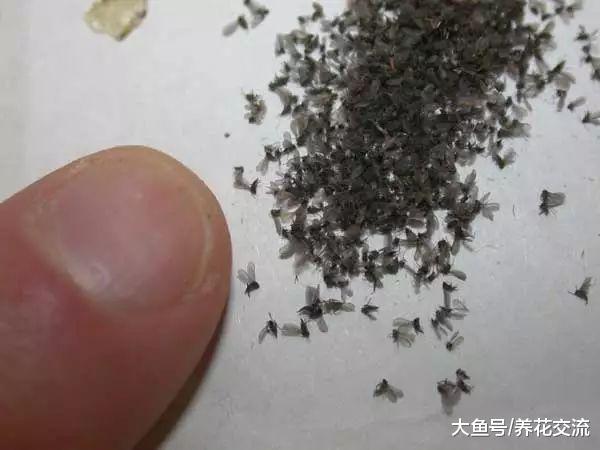 盆栽上面的小黑飞是从哪里来的, 和果蝇有啥区别呢?