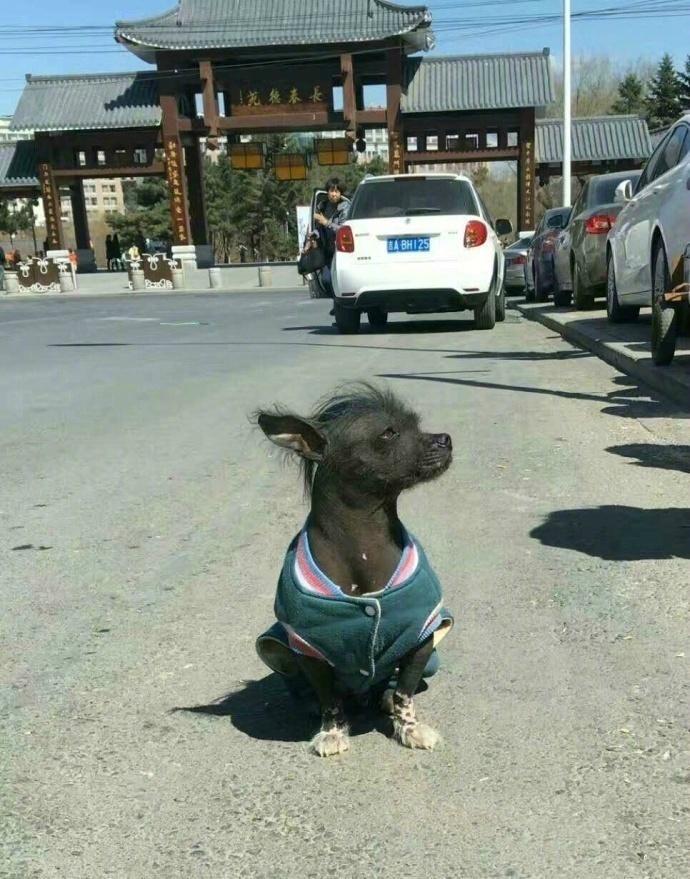 偶遇世界上最丑的汪！