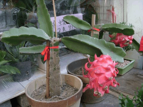 火龙果好吃又好养! 插1根“枝条”在盆里, 收获的“果实”甜又香