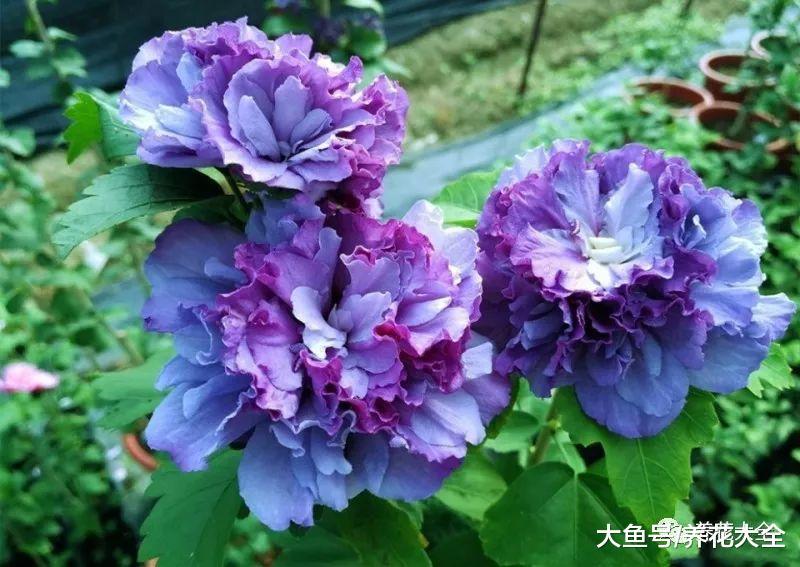 这6种蓝色系的花, 简单养一盆, 都能清凉一夏!