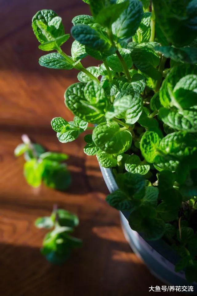 经常被忽略也能生长良好的5种植物, 在阴暗的环境下能存活