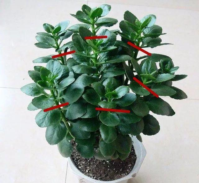 长寿花一剪一插, 花骨朵呼呼冒, 叶子都看不见!