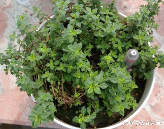 7种驱蚊植物, 好看又好养, 比花露水还管用!