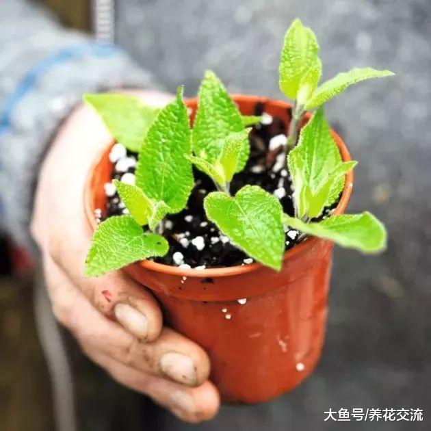 丹参特别容易繁殖, 养花盆里随便剪一段茎几天繁殖成新的盆栽