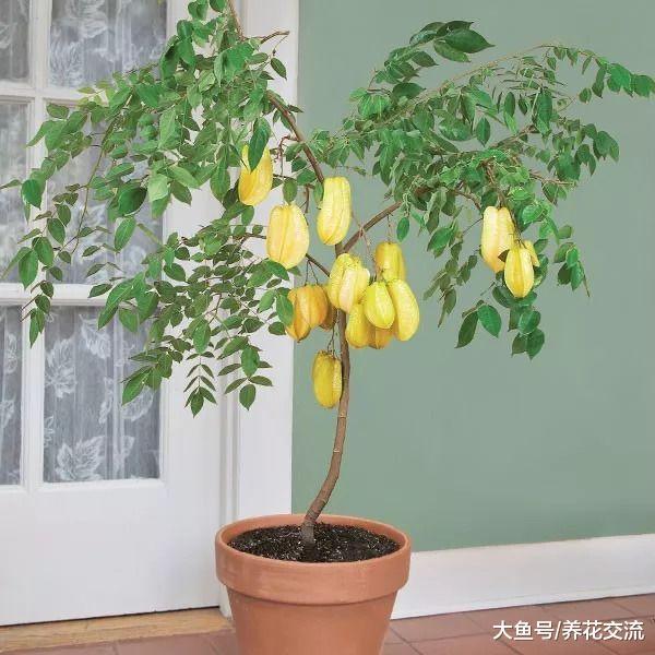 适合在门口栽培的8种果树, 在院子里也能种出一片果园