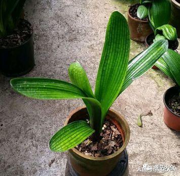 给君子兰加点黄豆, 不仅不黄叶了, 花也越开越多!