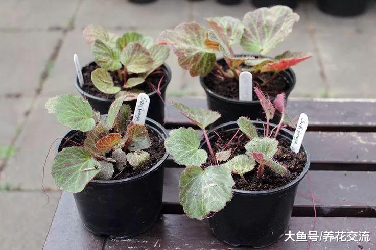 没想到虎耳草还能开出清新的小花, 叶片还有斑斓的色调