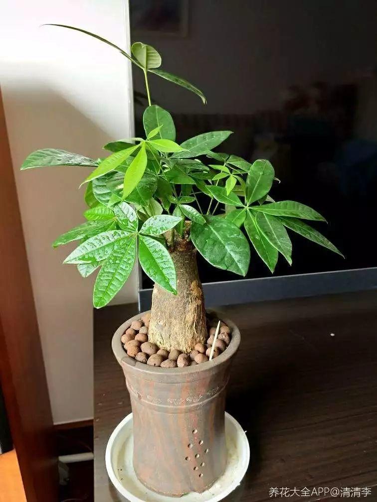 客厅角落摆上1盆花, 邻居朋友羡慕得眼红, 纷纷模仿!