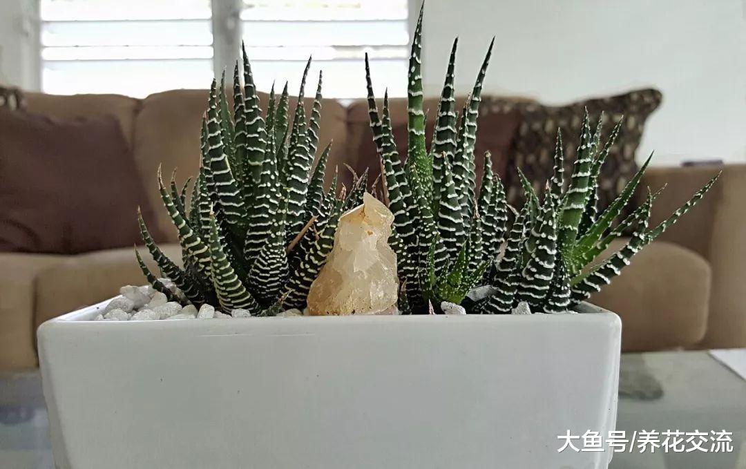 在低光照环境下不用经常管就能养活的8种植物, 养办公室正适合