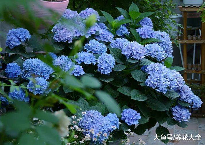 20种耐阴花卉, 就算阳光不足, 也能年年都开花!