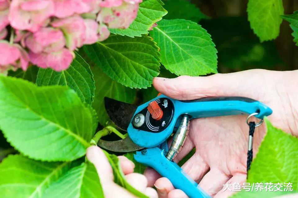快速得到多盆绣球花, 只要掌握这种枝条扦插方法就行了