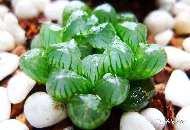 夏天养玉露, 这样喷点水, 叶子水灵灵像果冻!