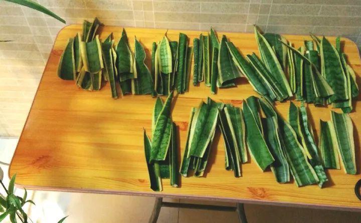 虎皮兰扦插别用土, 叶子晒干扔水里, 10天冒出大白根!